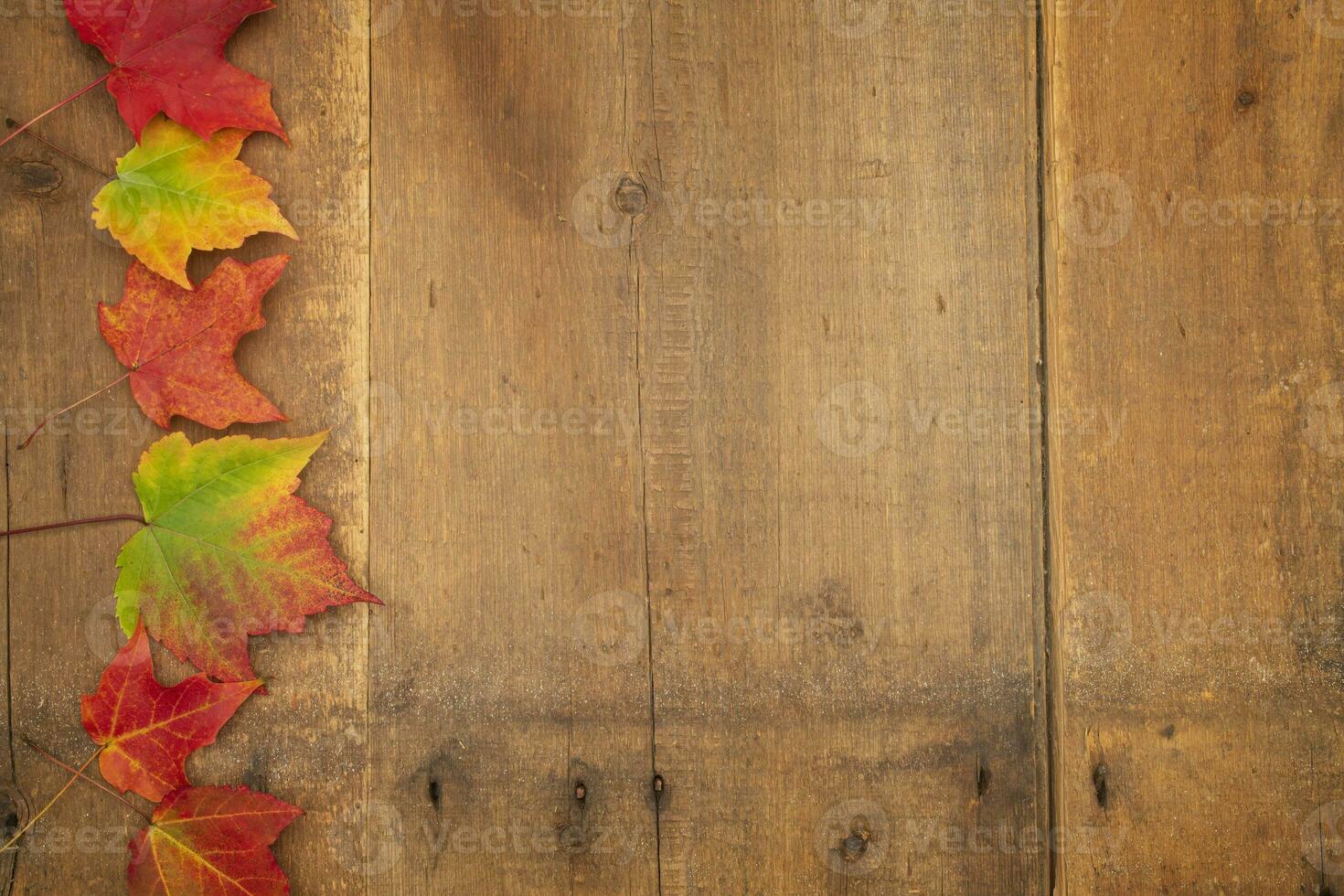 Bright Colored Leaves on Old Barn Wood photo