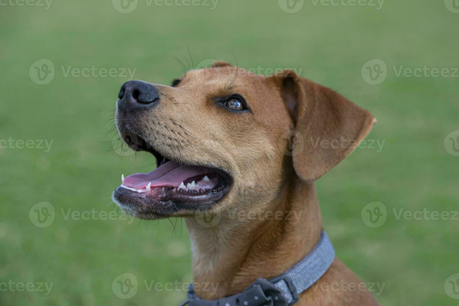 perrito con boca abierto demostración lengua y dientes foto