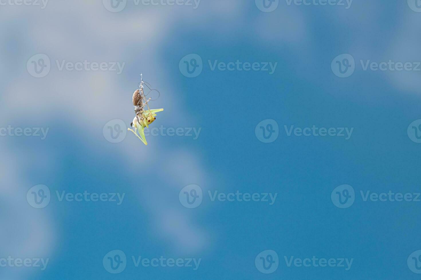 Small Orb Weaver Spider Catches a Grasshopper photo