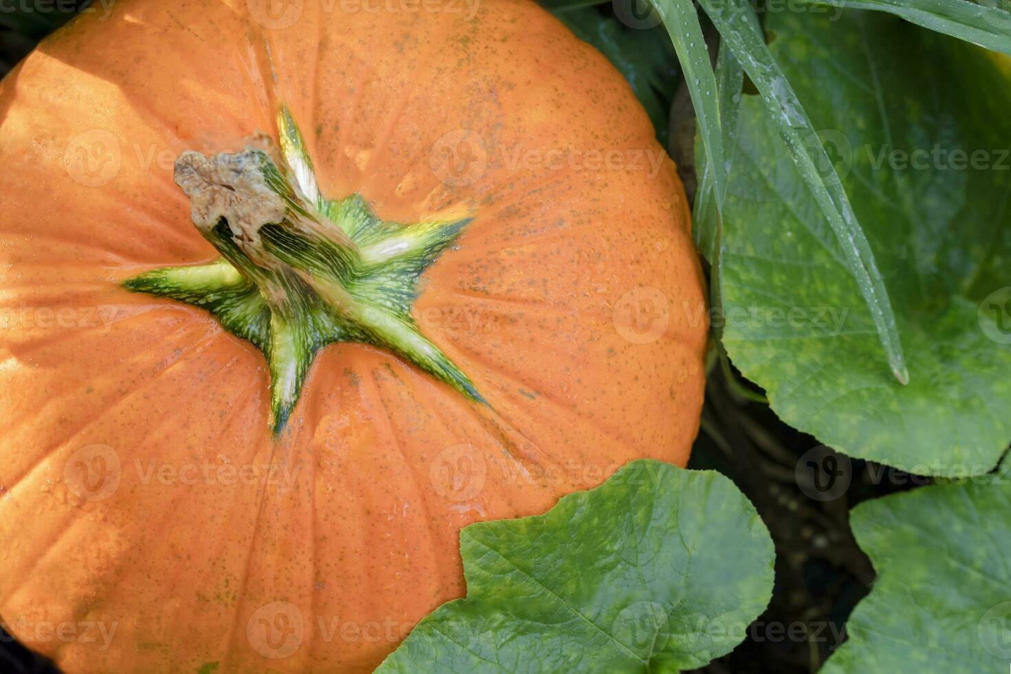 Looking Straight Down on a Pumpkin in the Garden photo