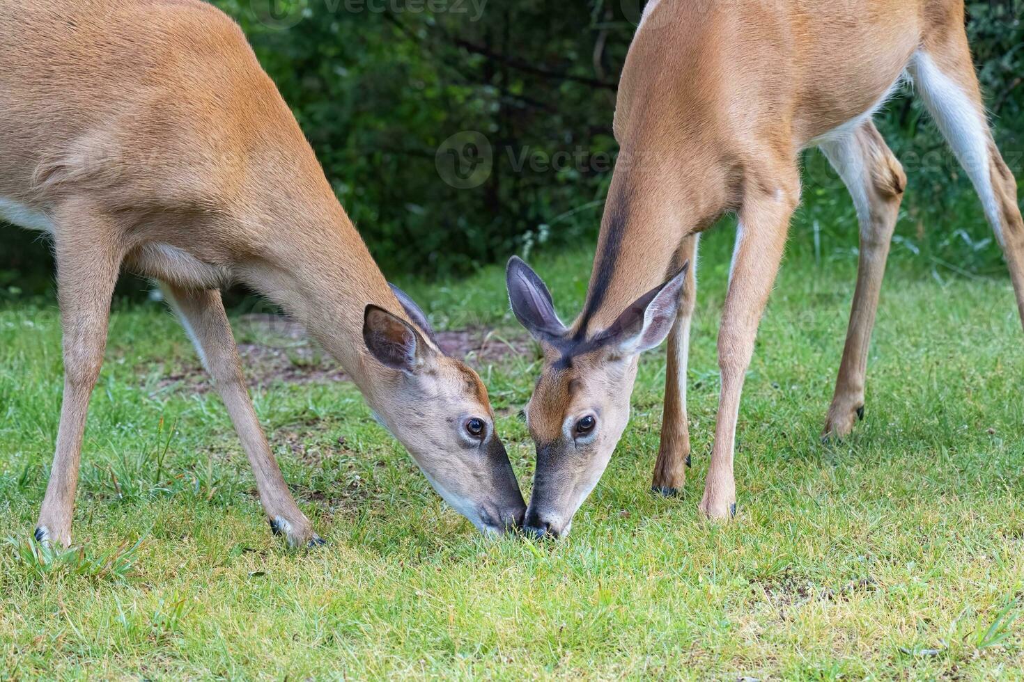 Whitetail deer Feed Nose to Nose in an Open Field photo