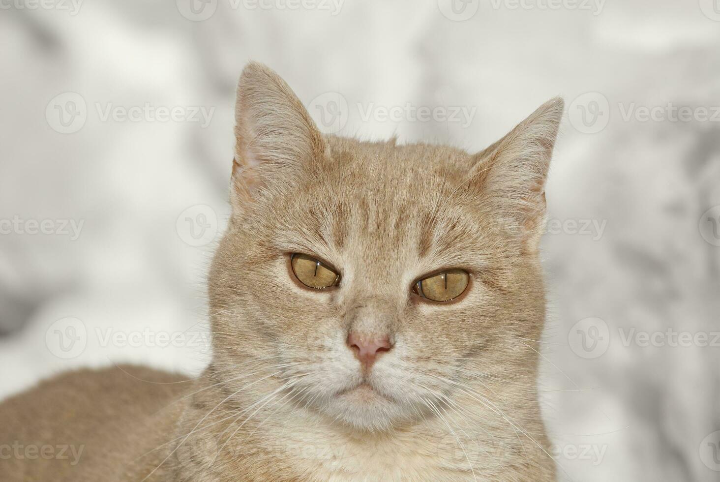 Tan Tabby Cat Outside in the Snow photo
