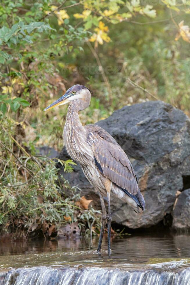 genial azul garza soportes a el borde de un cascada foto