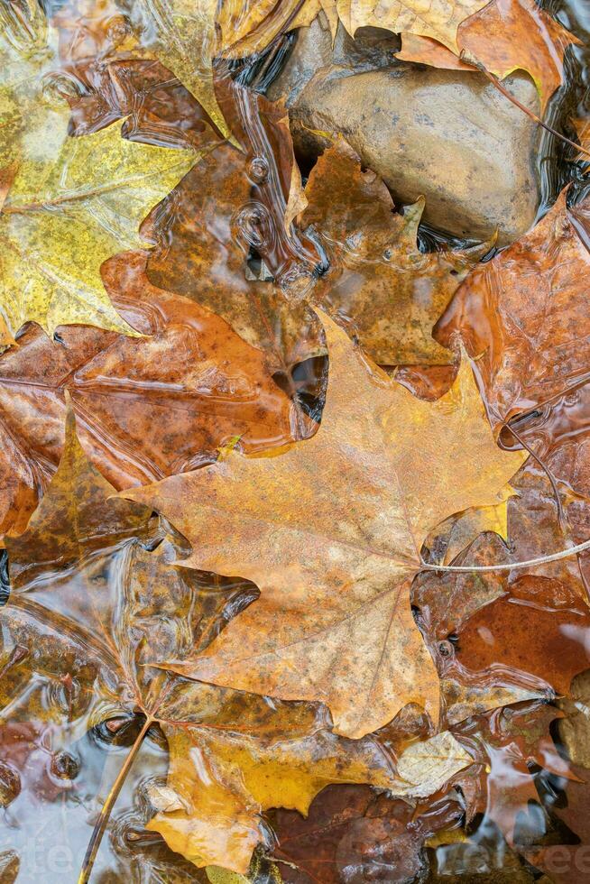 Water Flows Over Leaves that have Fallen in a Stream photo
