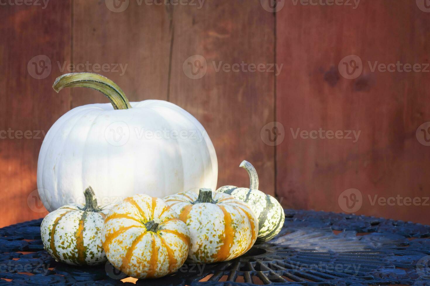 White Pumpkin and Gourds on a Metal Table Outside of a Barn photo