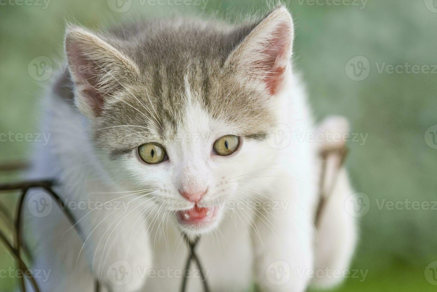 Gray and White Kitten Hangs out of a Basket in a Garden photo