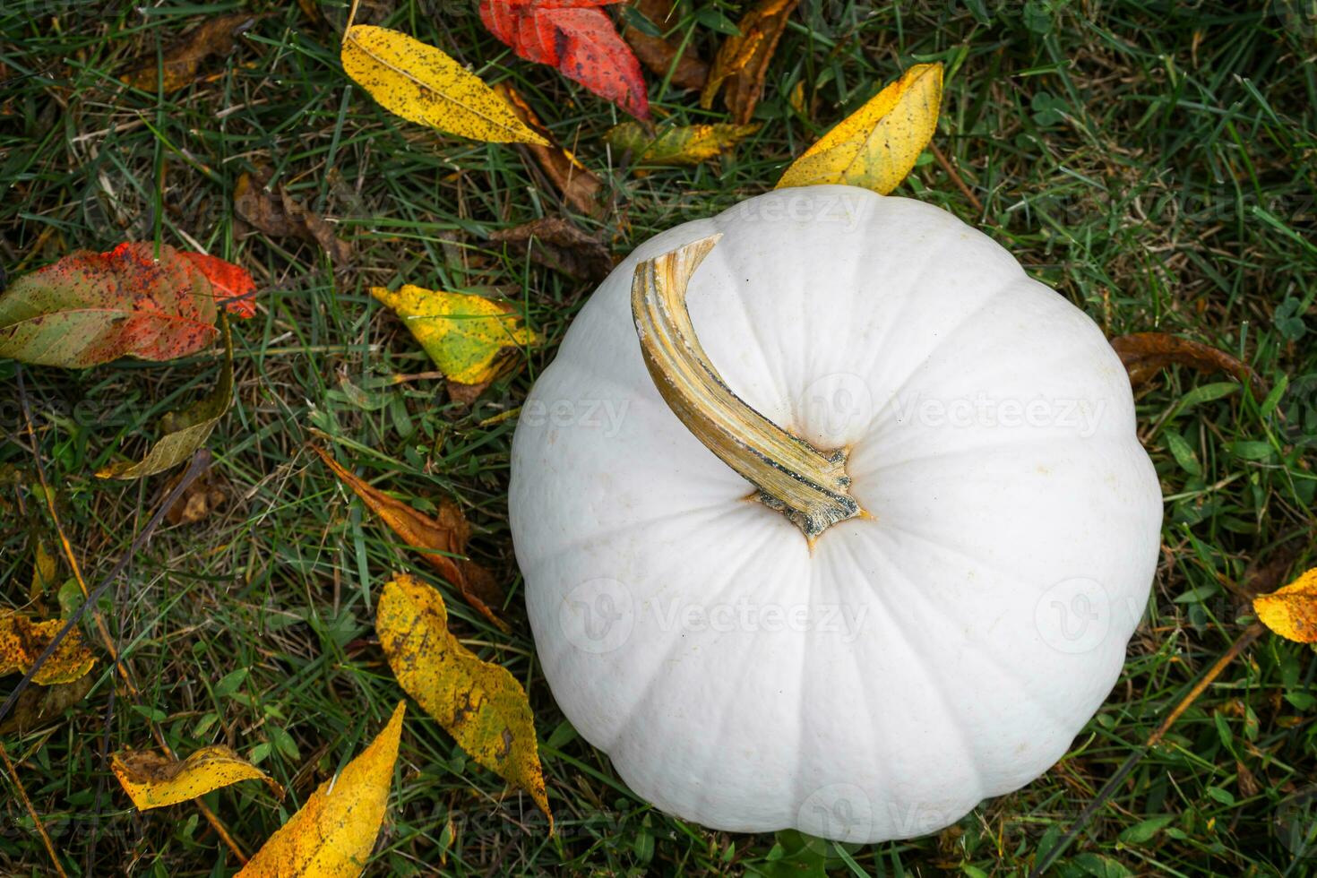 Looking Down on a White Pumpkin in the Grass With Colorful Leaves photo