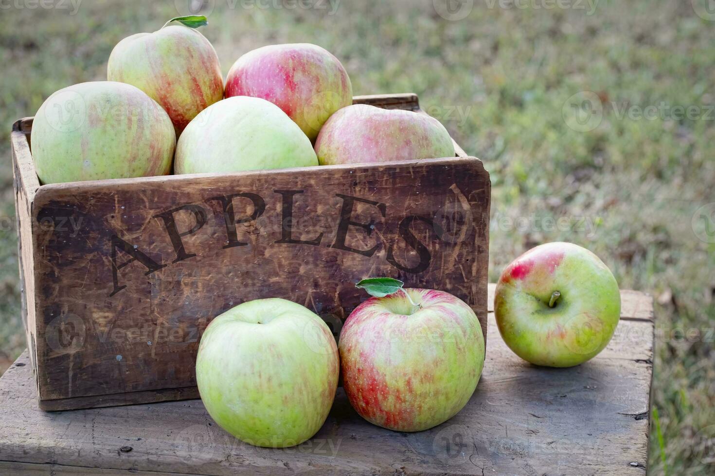 Fresh harvested Honey Crisp Apples in a Crate photo