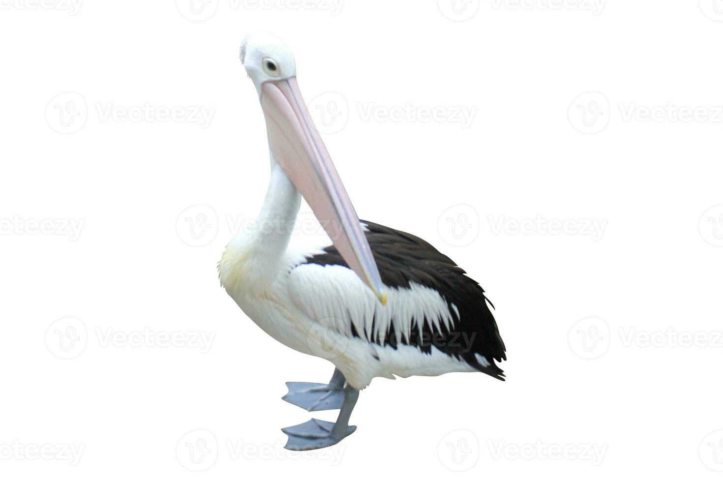 pelicans on a white background photo