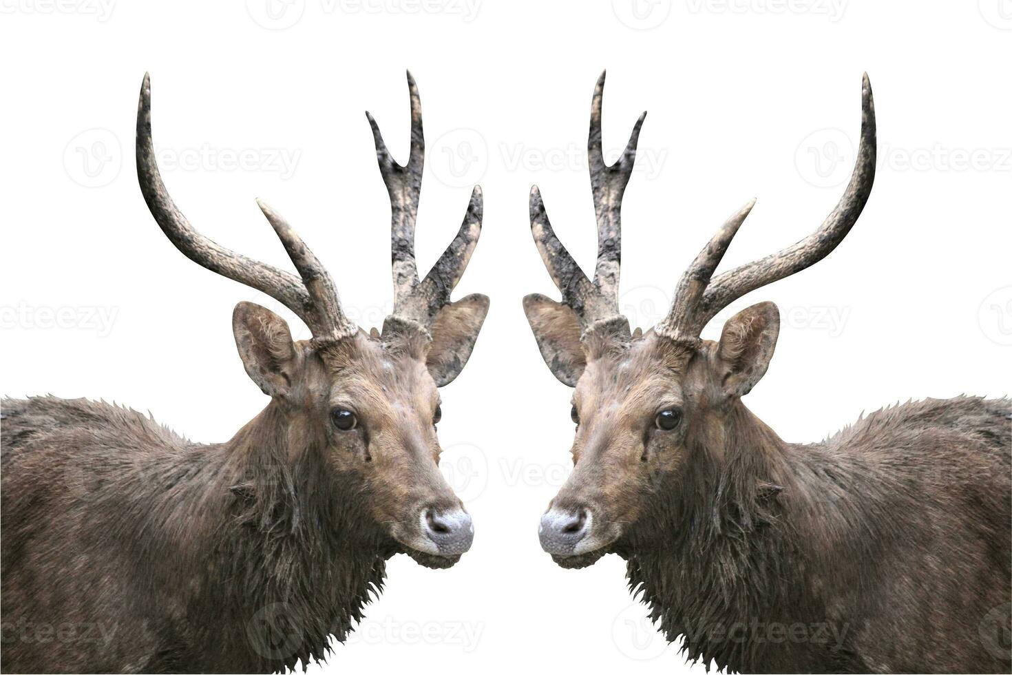 herd of deer in the zoo on white background with animals theme photo