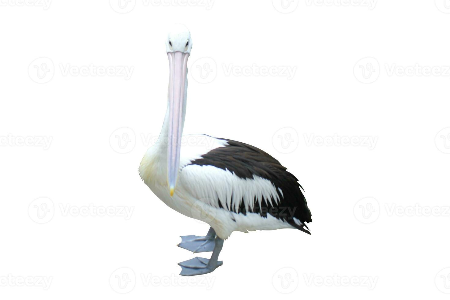 pelicans on a white background photo