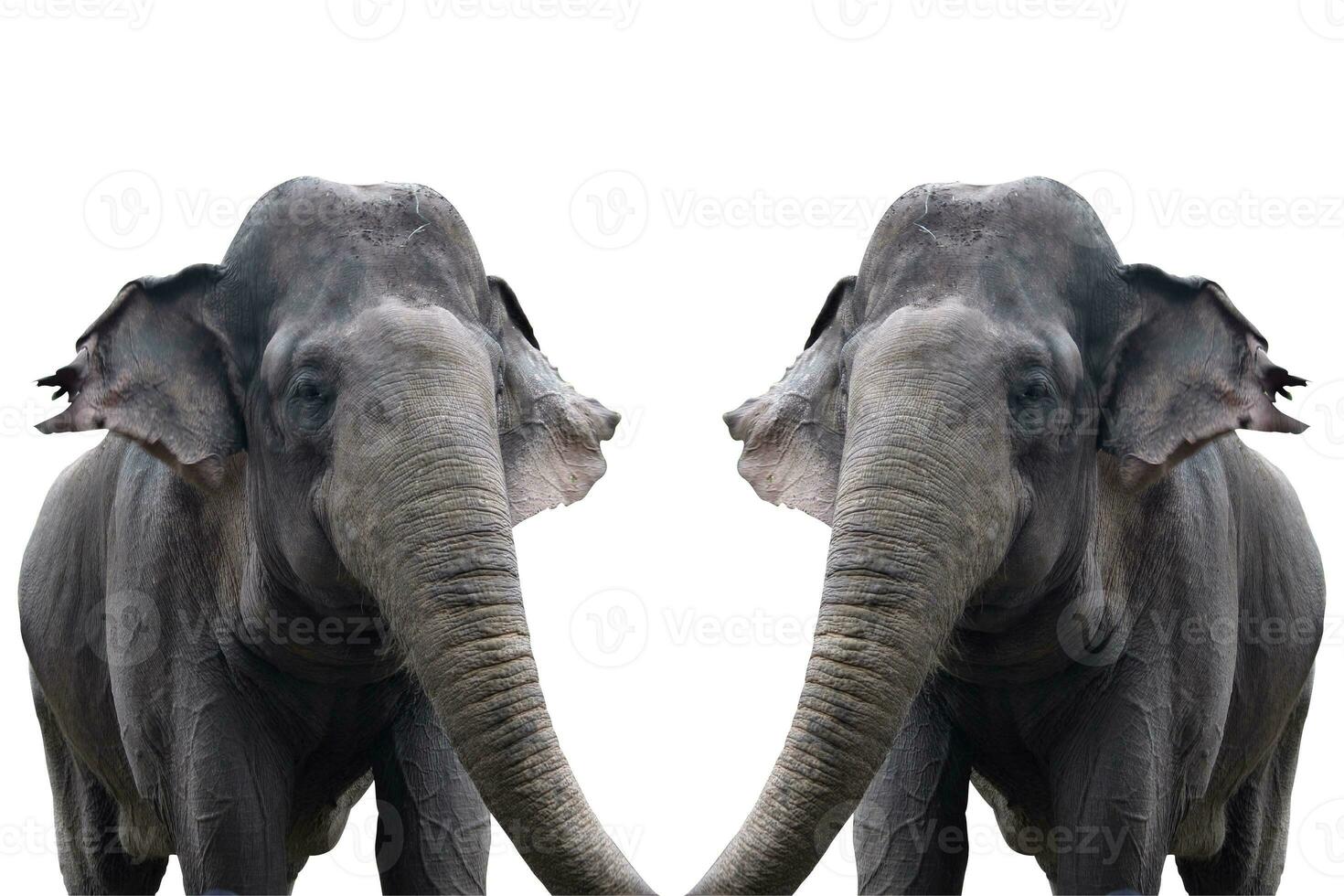 elephant in the zoo with animal theme photo
