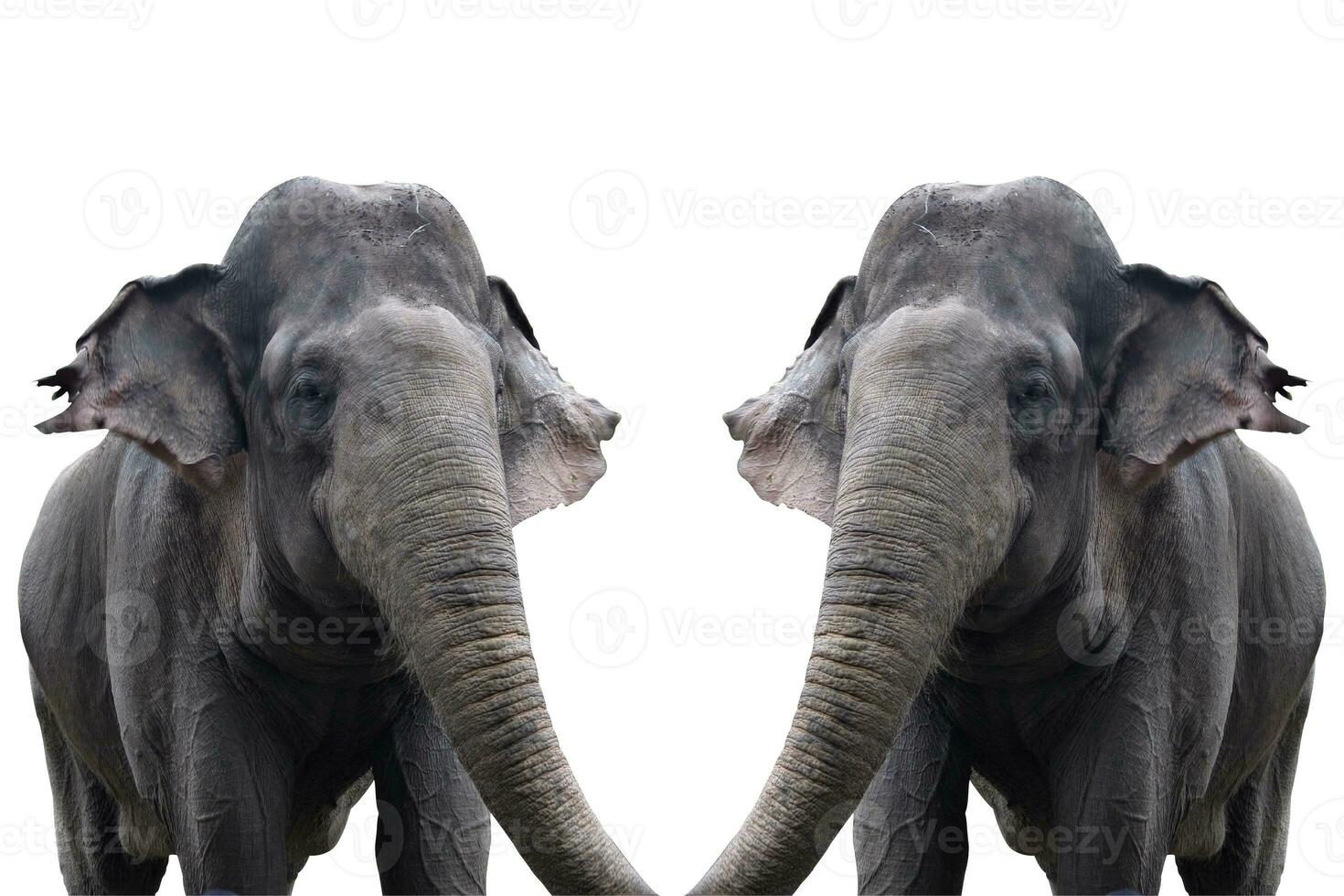 elephant in the zoo with animal theme photo