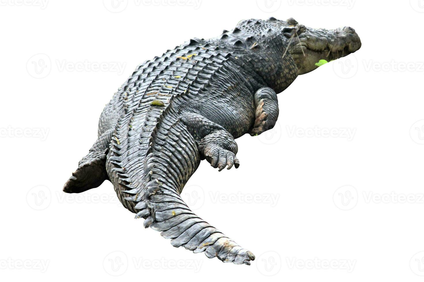 crocodile in the zoo on a white background photo