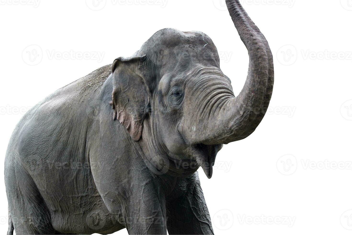 elephant in the zoo with animal theme photo