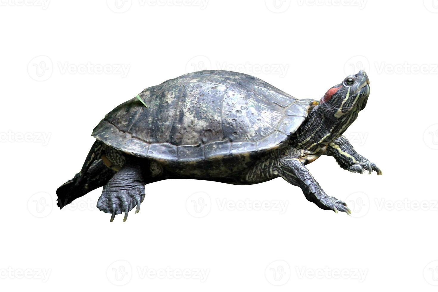 turtle in the zoo on a white background photo
