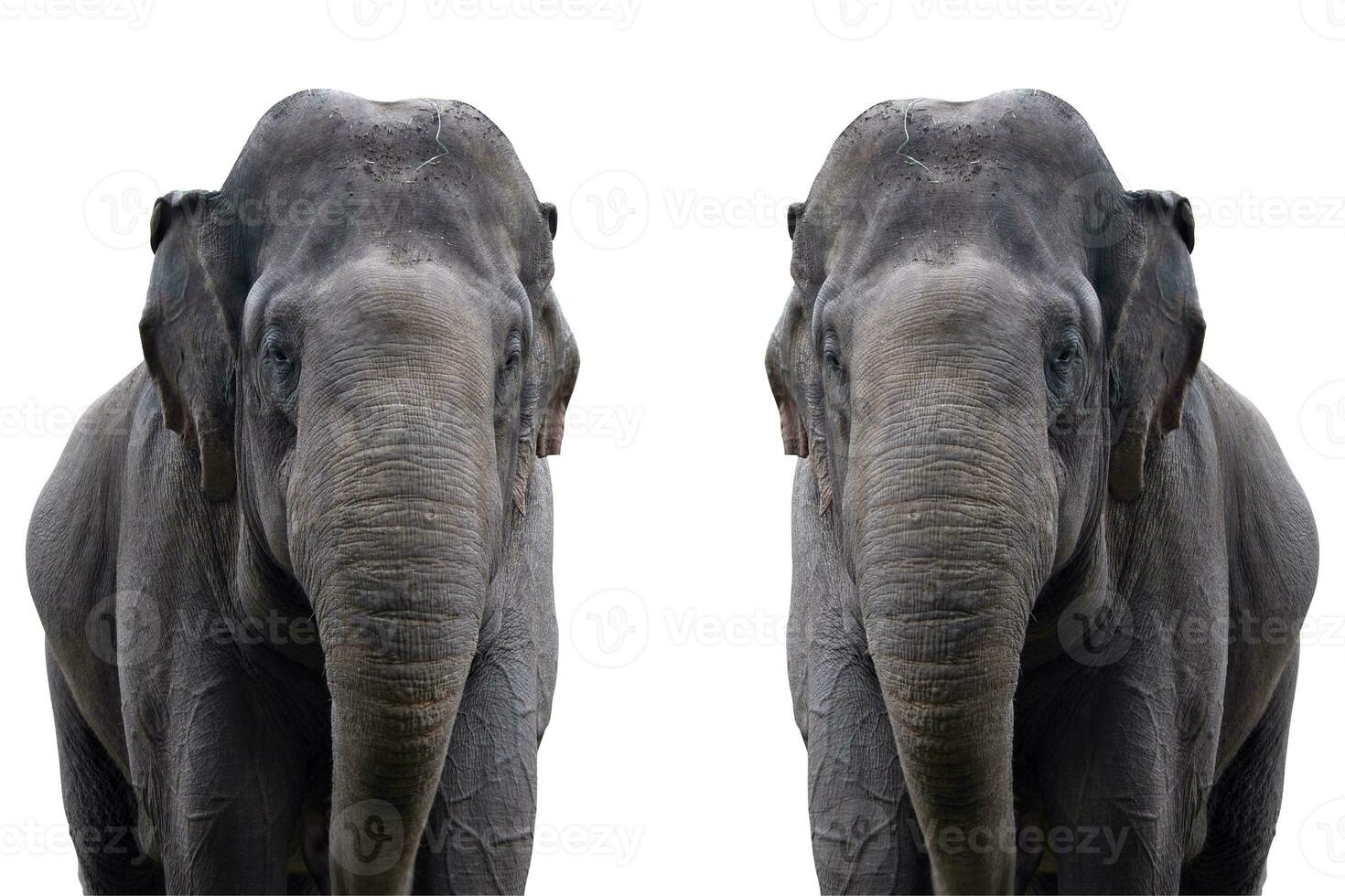 elephant in the zoo with animal theme photo