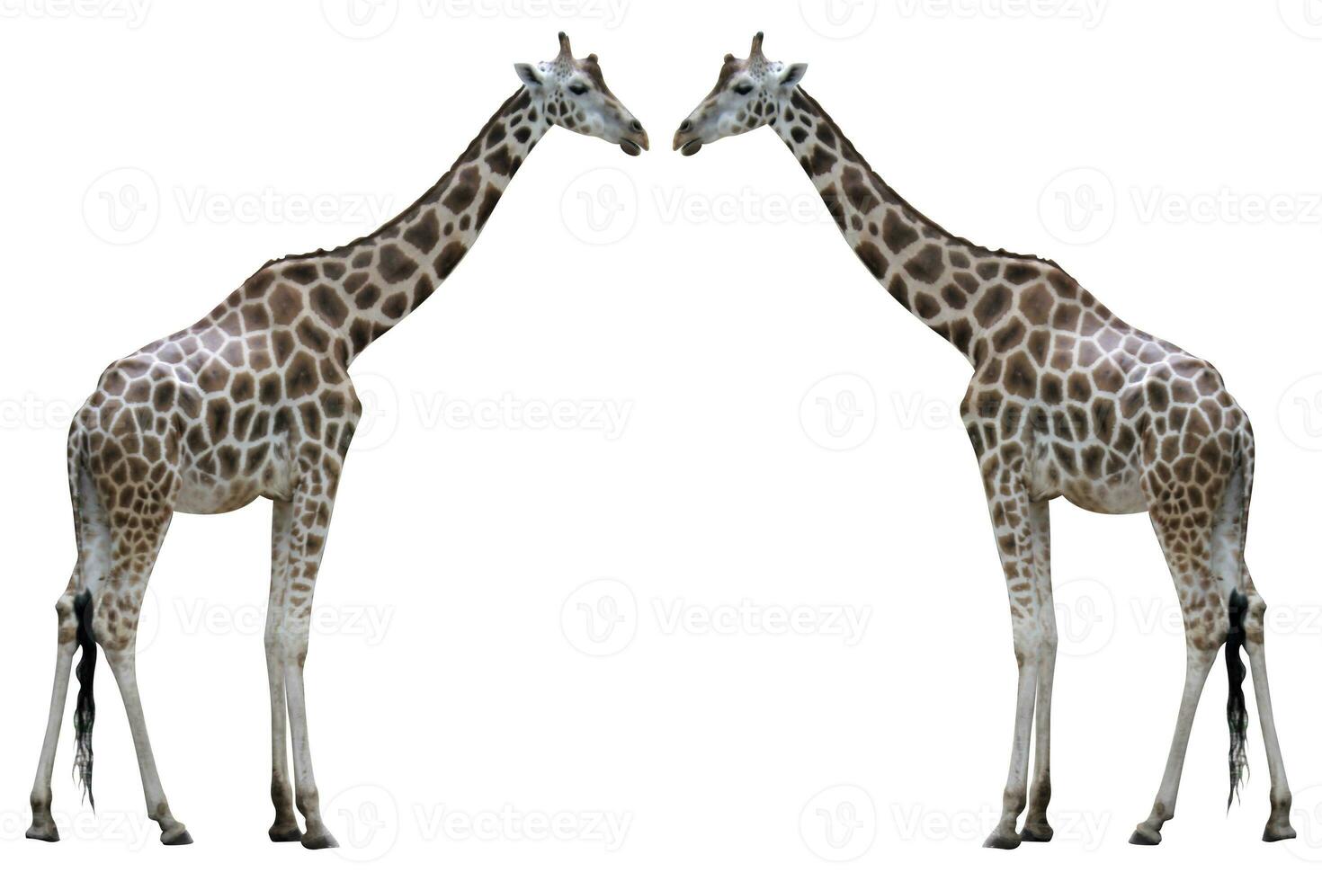 herd of giraffes in the zoo on white background photo