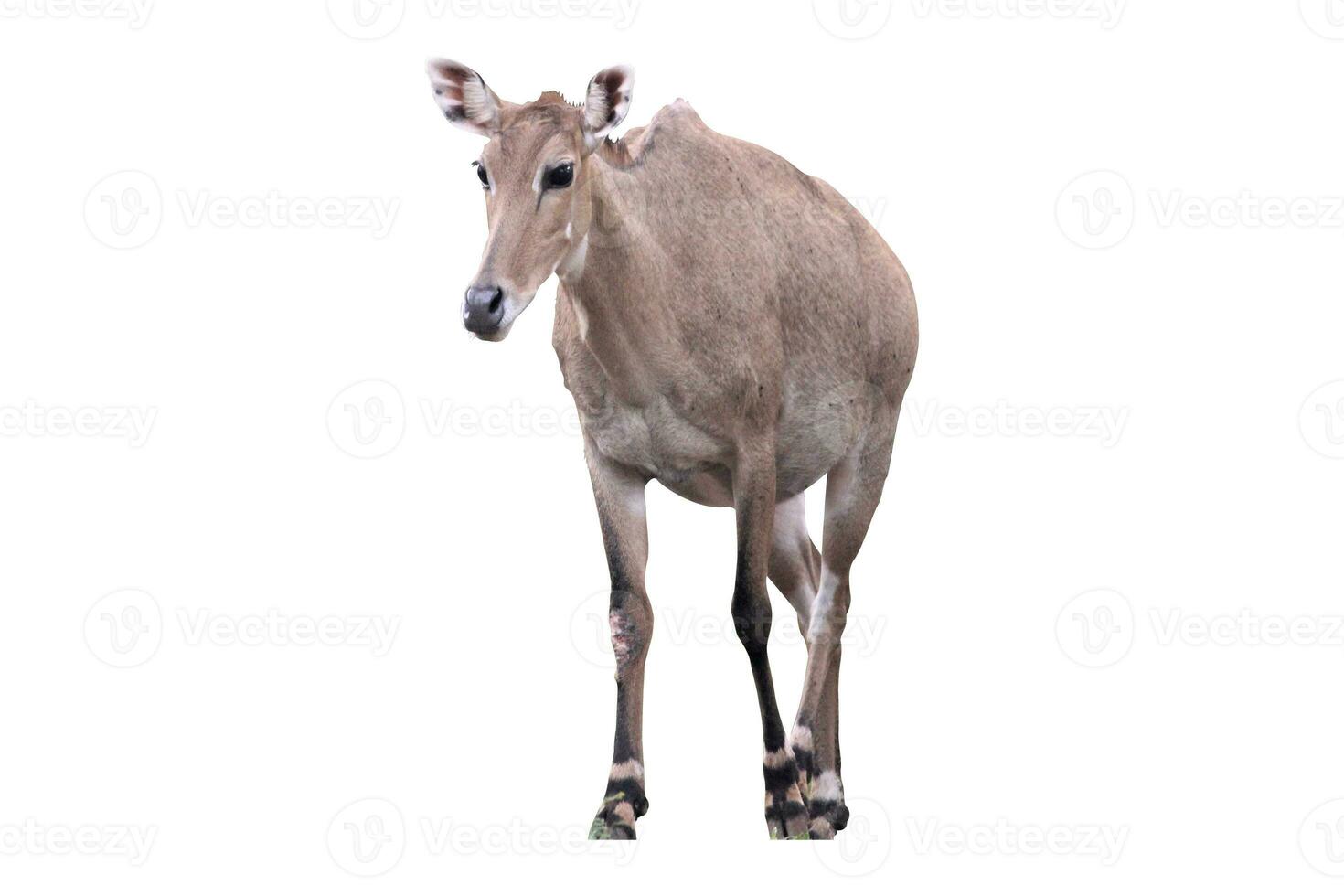 deer in the zoo on a white background photo