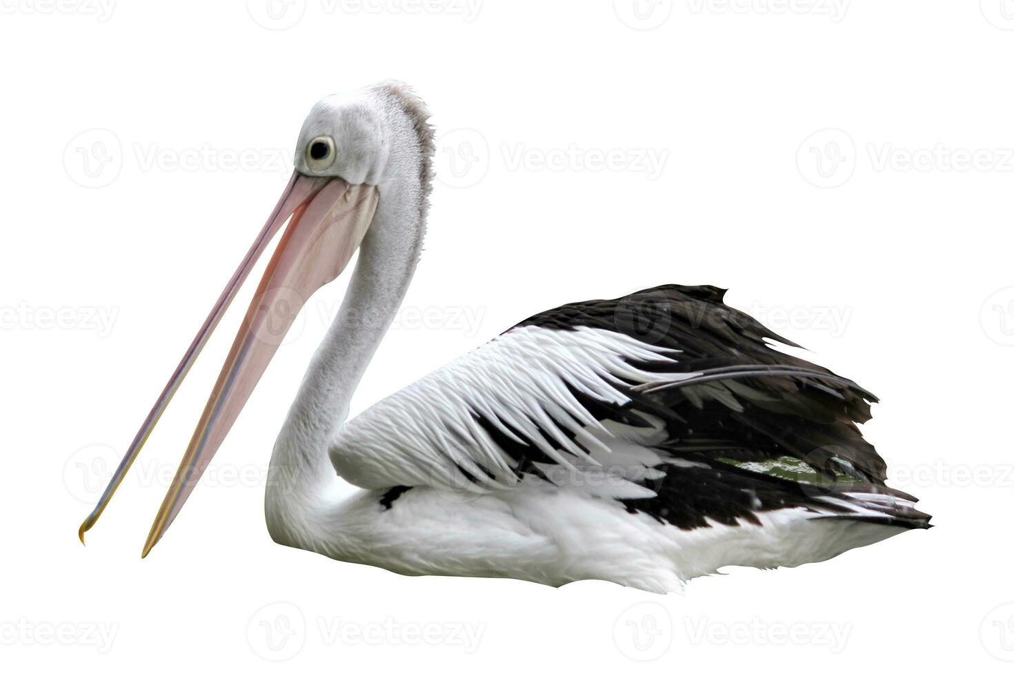 pelicans on a white background photo