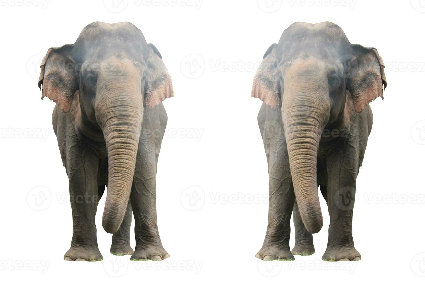 elephant in the zoo with animal theme photo