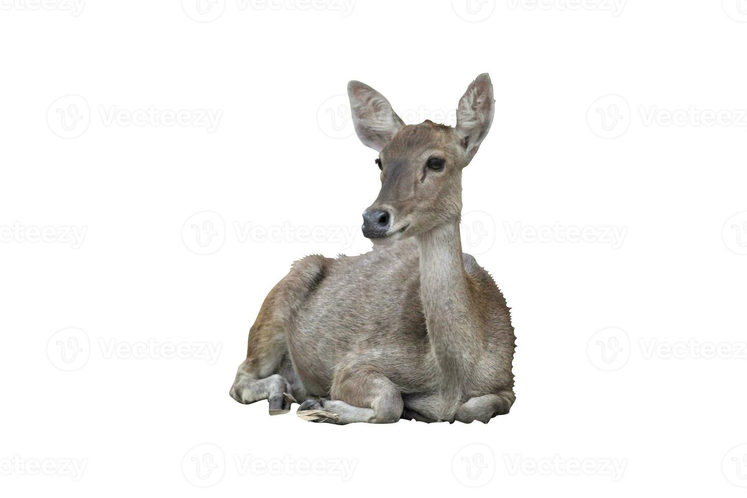 deer in the zoo on a white background photo