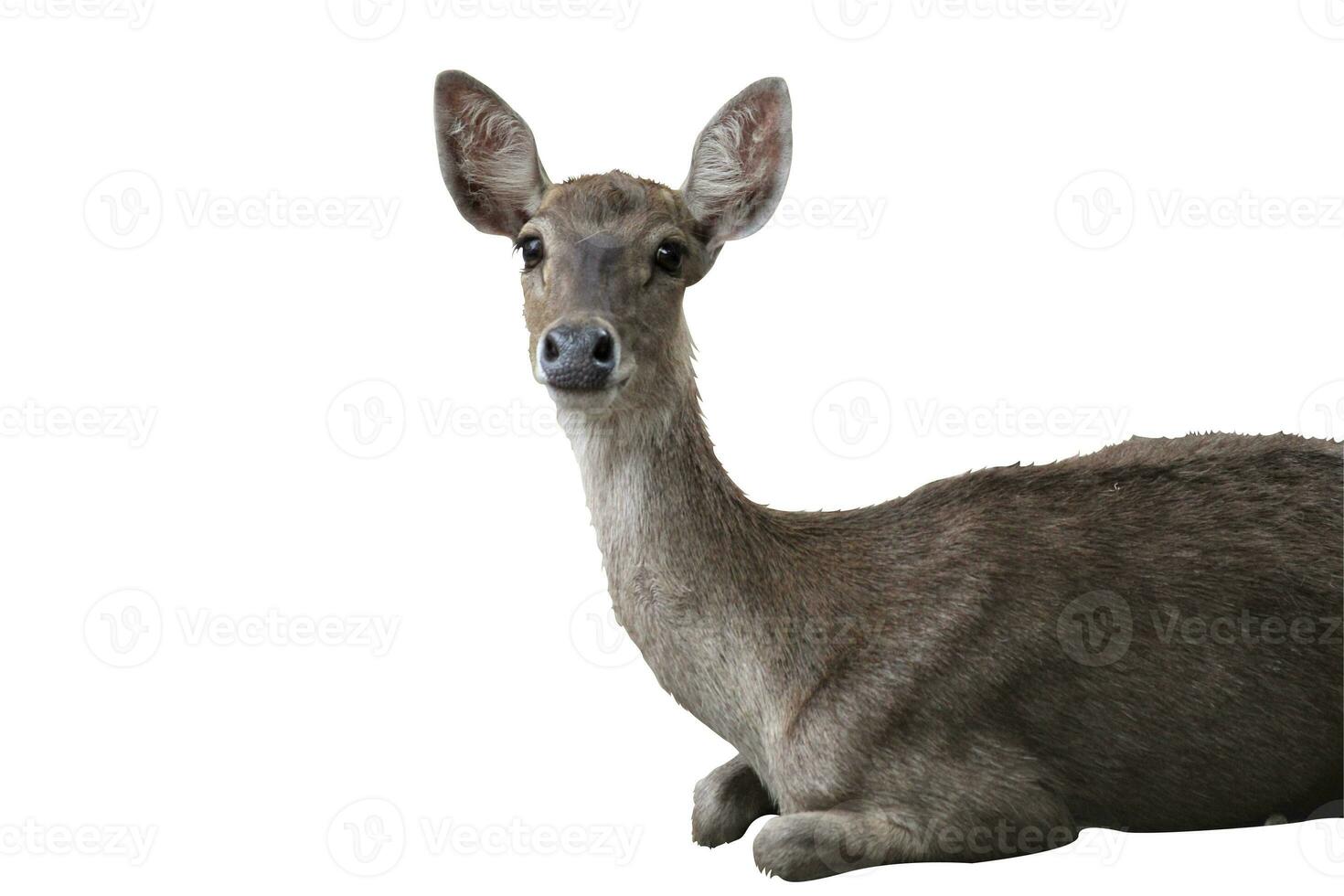 deer in the zoo on a white background photo