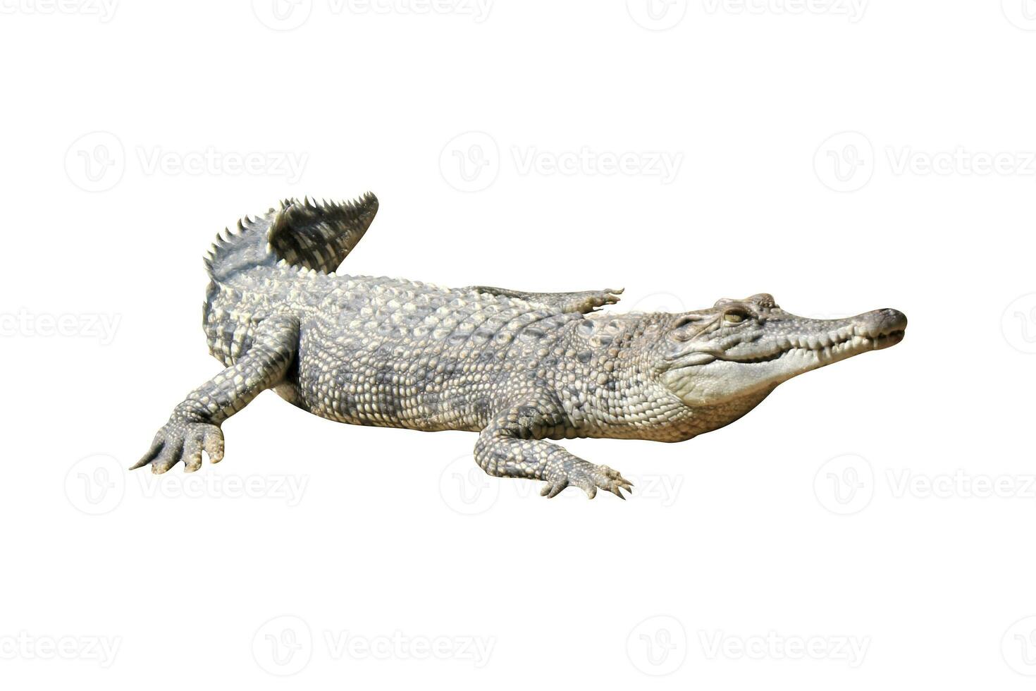 crocodile in the zoo on a white background photo