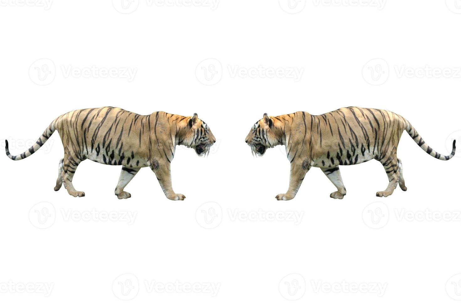 tiger in zoo on white background photo