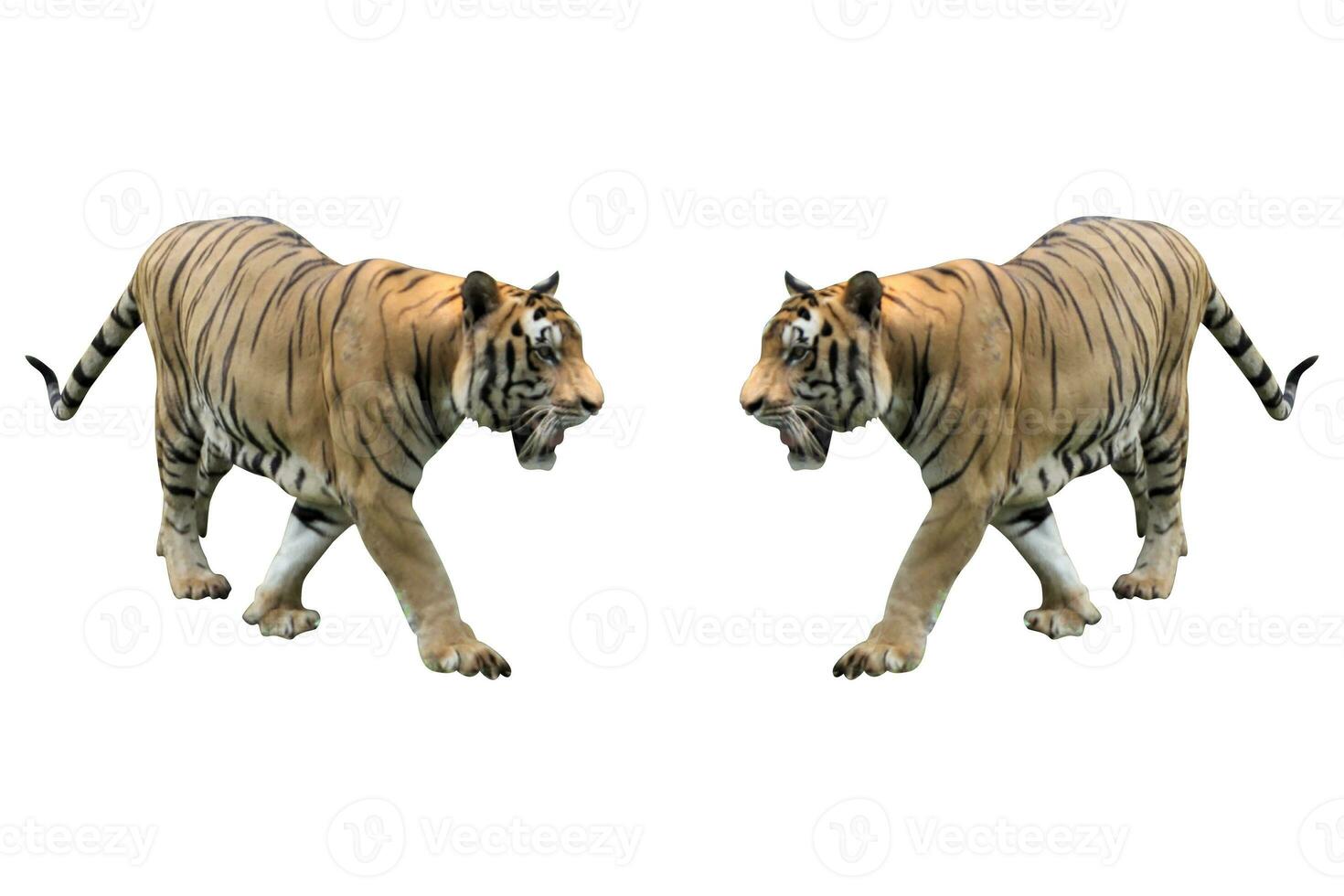 tiger in zoo on white background photo