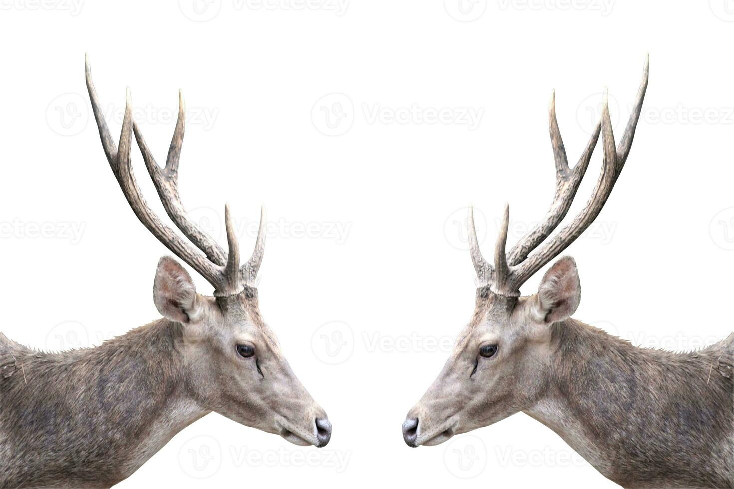 herd of deer in the zoo on white background with animals theme photo