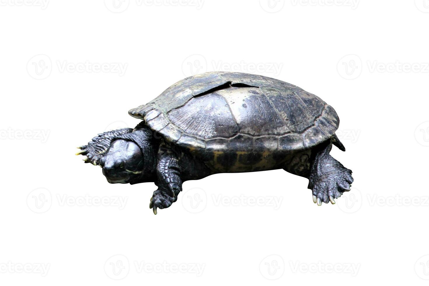 turtle in the zoo on a white background photo