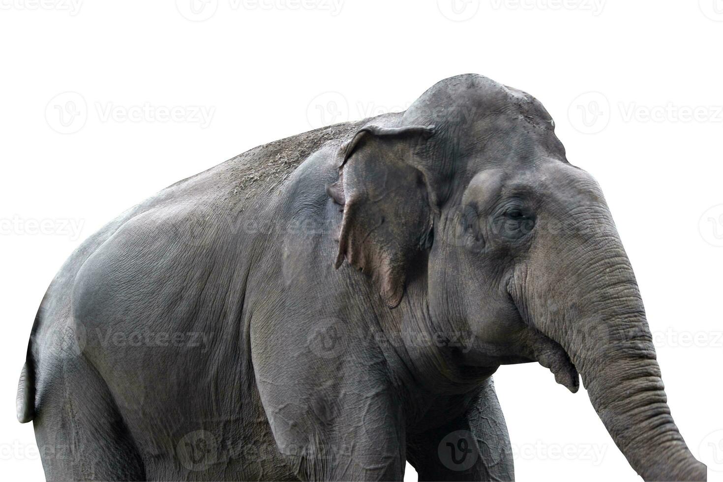 elephant in the zoo with animal theme photo