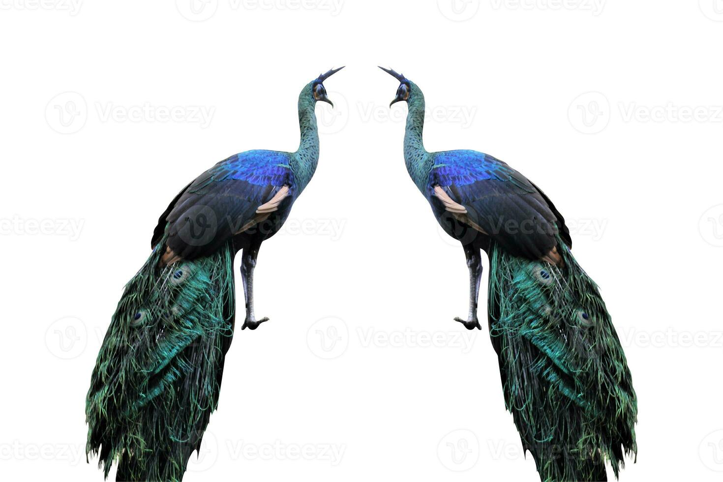 peacock in the zoo on a white background photo