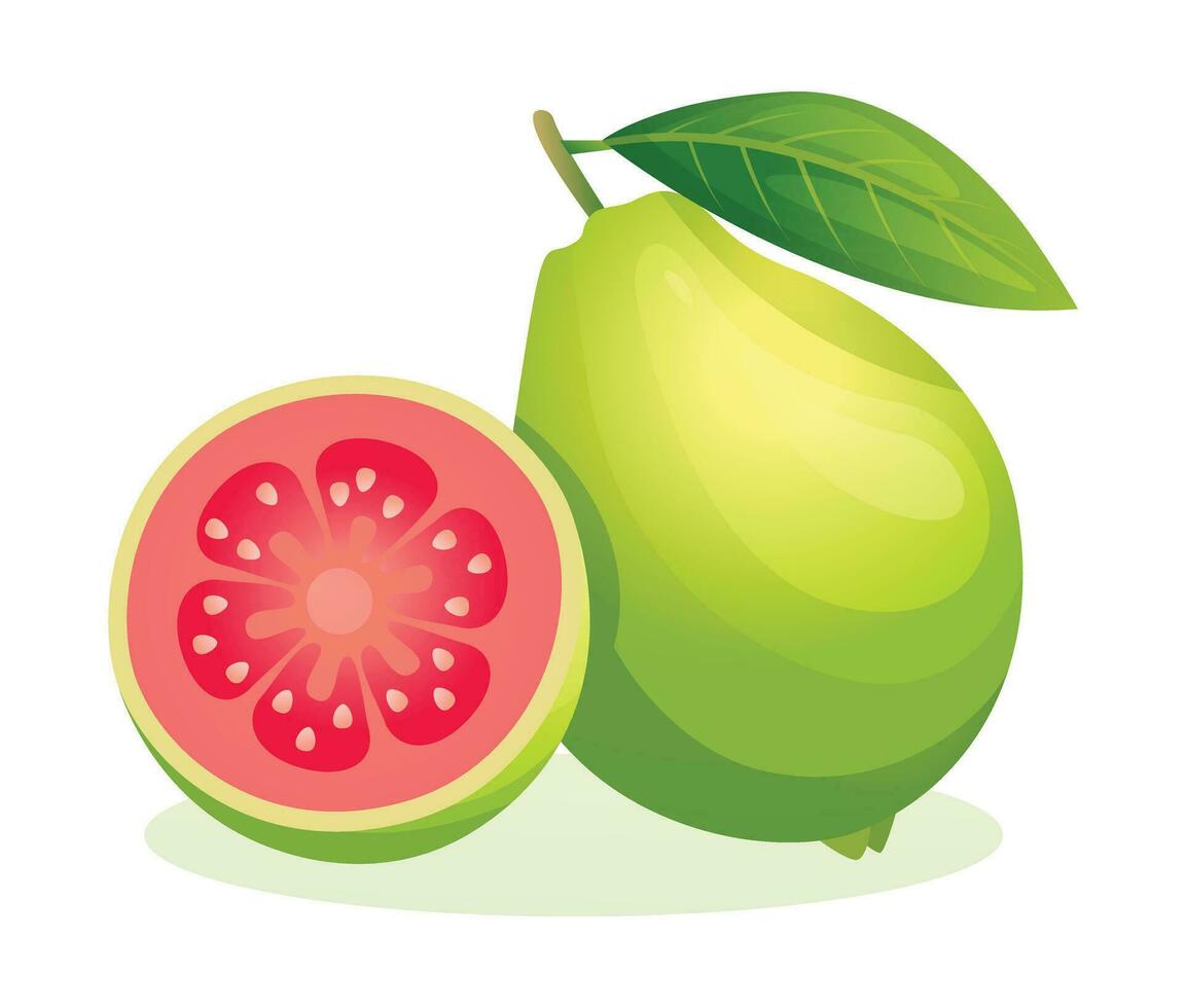 Guava fruit whole and half sliced vector illustration isolated on white background