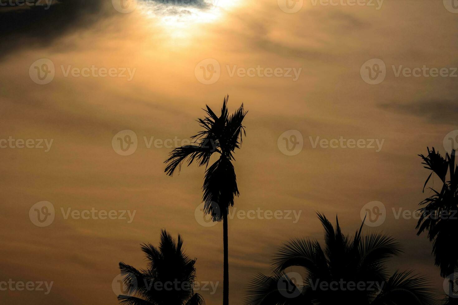 sun is rising-and-set in the morning-evening and the trees are shadowed black - orange sky and clouds. Warm, romantic and gloriously beautiful, it looks warm and travelling. photo