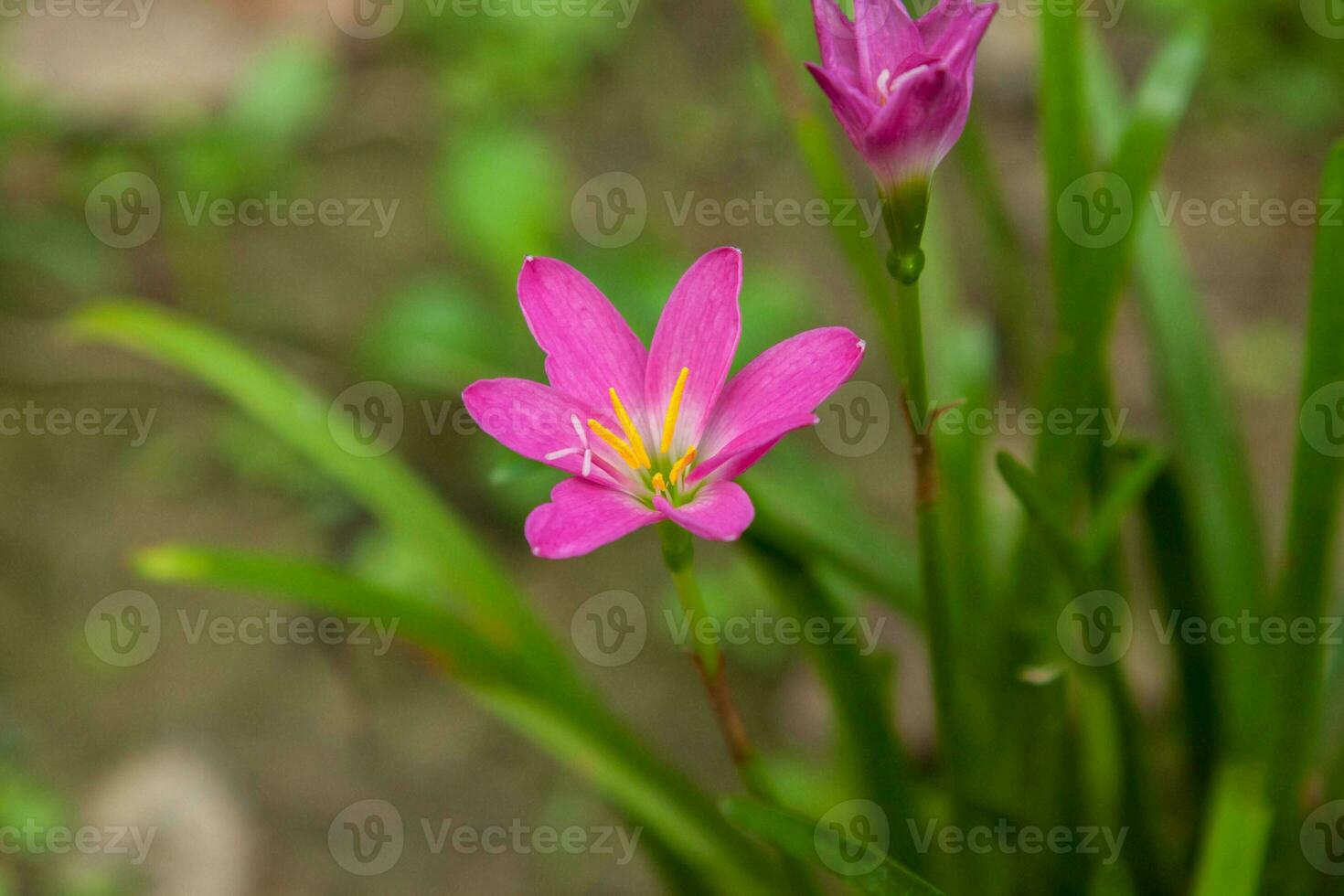 Earth Lilies- Blooming beautifully in the rainy season, plant and decorate your garden to look natural and romantic. photo