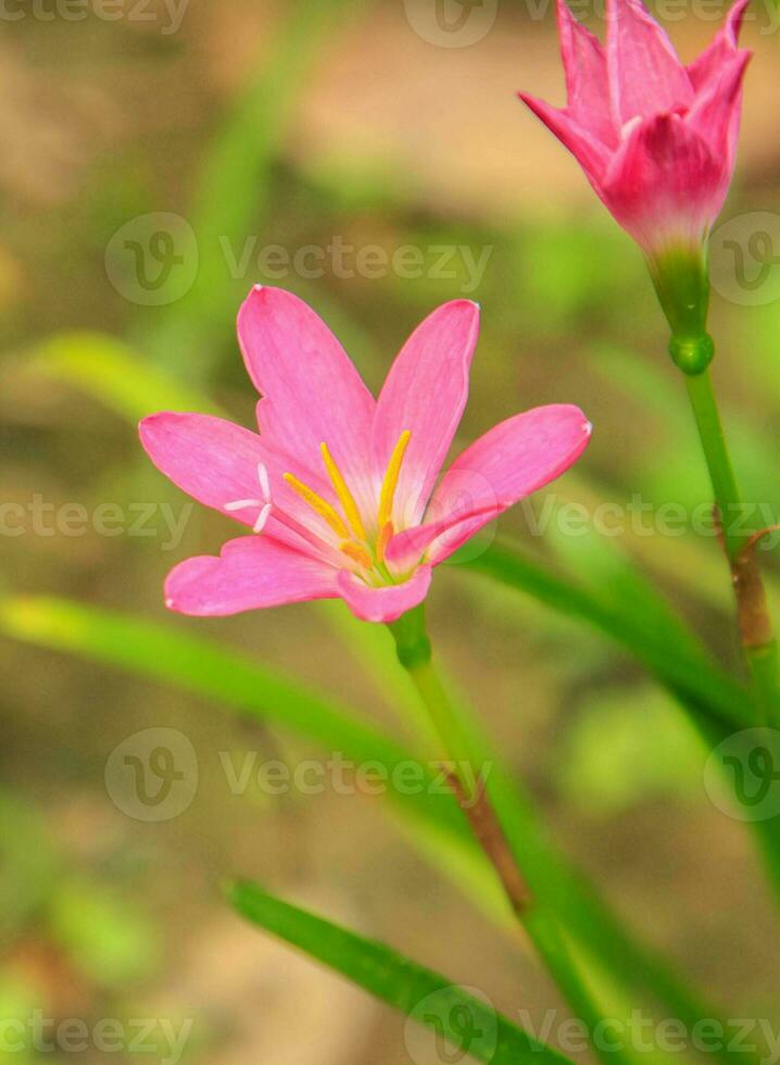 tierra lirios- floreciente hermosamente en el lluvioso estación, planta y Decorar tu jardín a Mira natural y romántico. foto