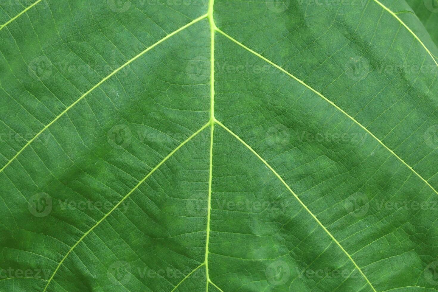 A close-up of a large green teak tree leaf and a beautiful natural pattern can be seen as a sap duct, and the natural synthesis of sunlight is a pattern created by nature in a close-up. photo