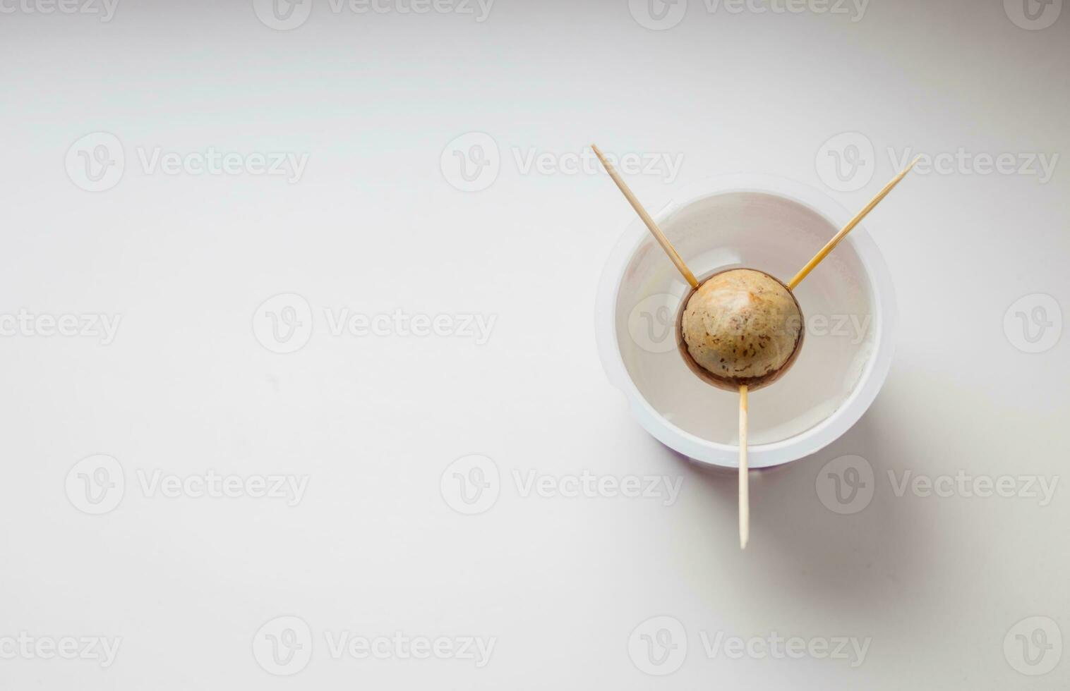 Sprouted avocado seed in plastic glass photo