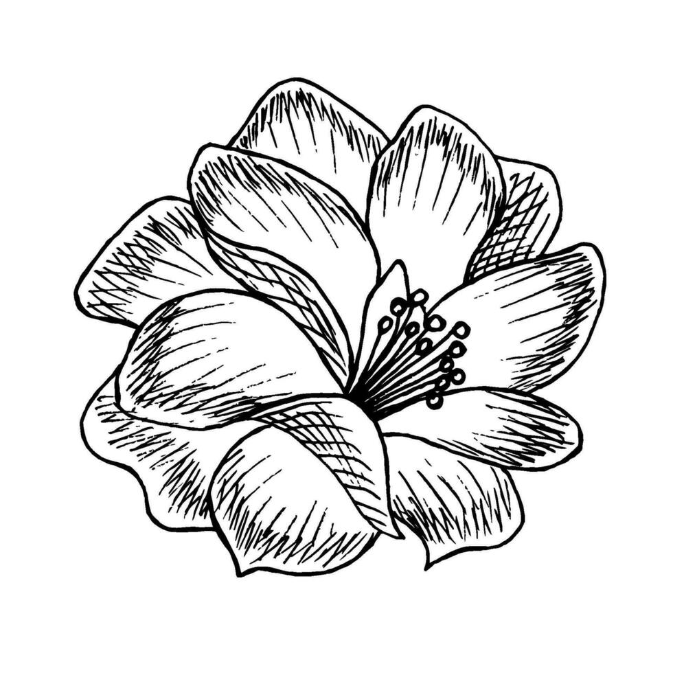 Vector drawing in the engraving style. Flower in black outline isolated on a white background. Garden plants, element of nature, for spring-summer design.