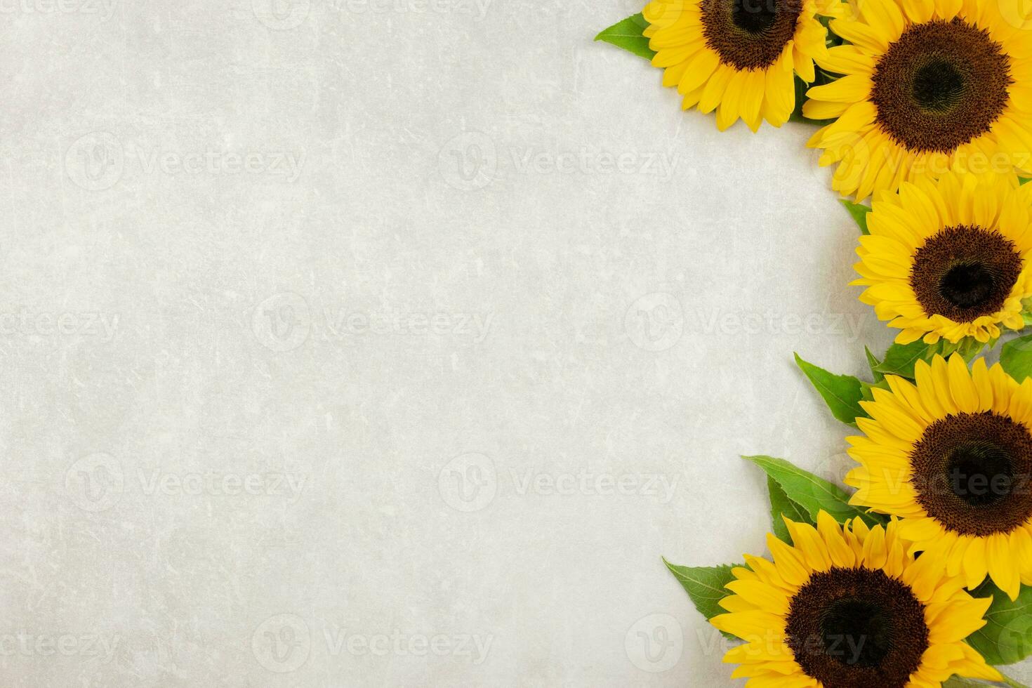 Sunflowers on light gray concrete background. Valentine's, womens, mothers day, easter, birthday or wedding, spring holiday flat lay. Top view. Copy space. photo