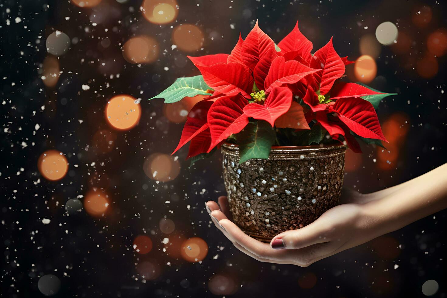 Christmas poinsettia flowers decoration in the hands of young woman on sparkling background. Festive banner composition. photo