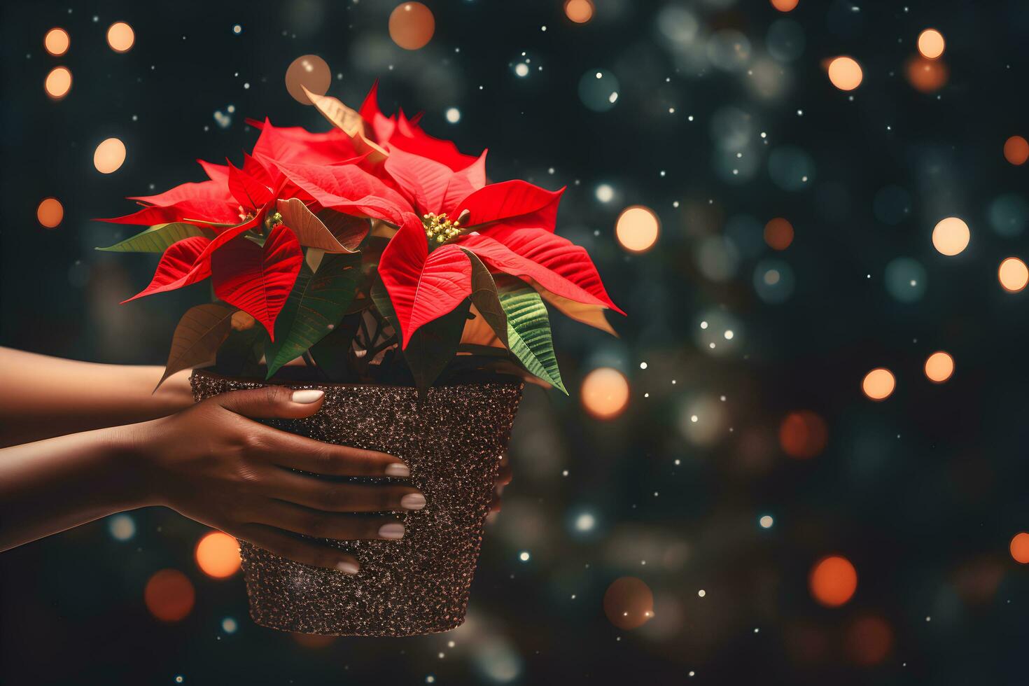 Christmas poinsettia flowers decoration in the hands of young woman on sparkling background. Festive banner composition. photo