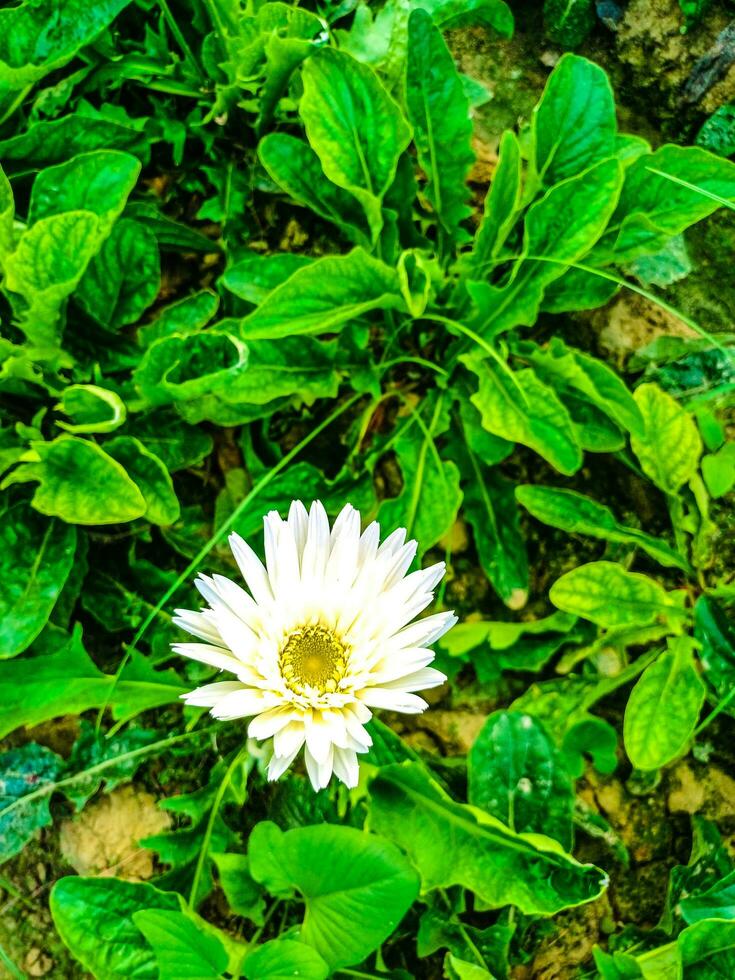 hermosa fotografía de blanco gerbera flor foto