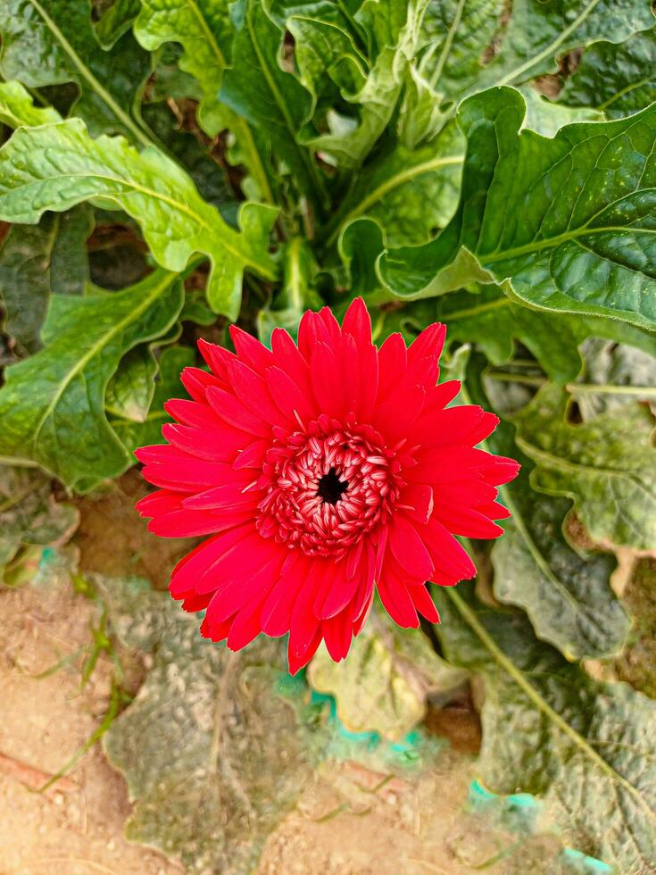 hermosa rojo gerbera flor cerca arriba corto. el género de plantas es el asteraceae familia, margarita familia. foto