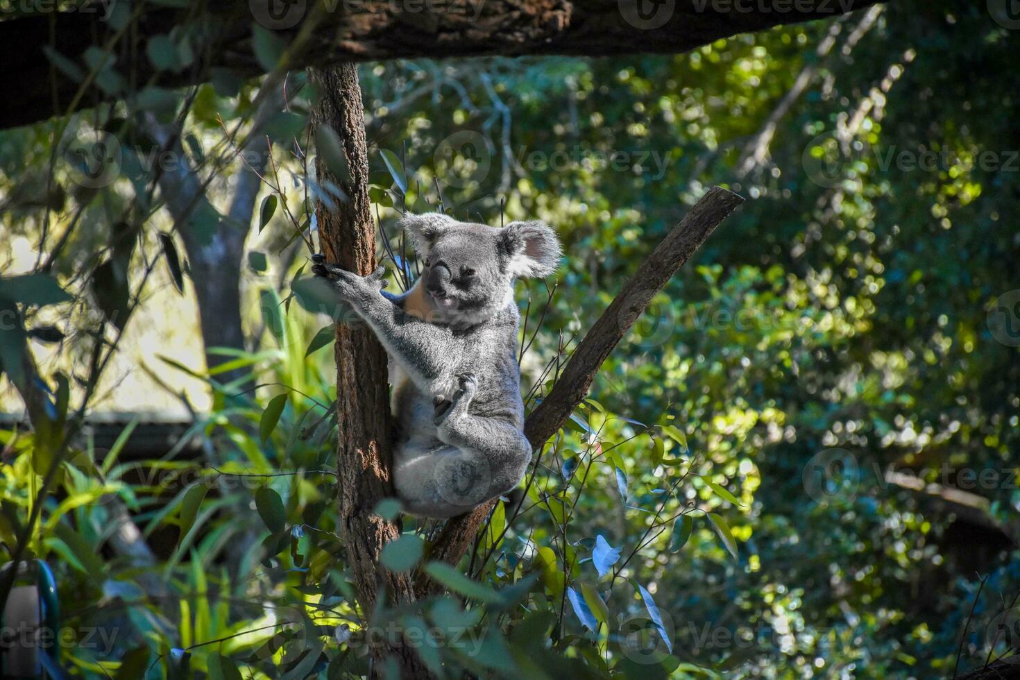Cute koala on the tree The background is a forest of trees,Soft sunlight. photo