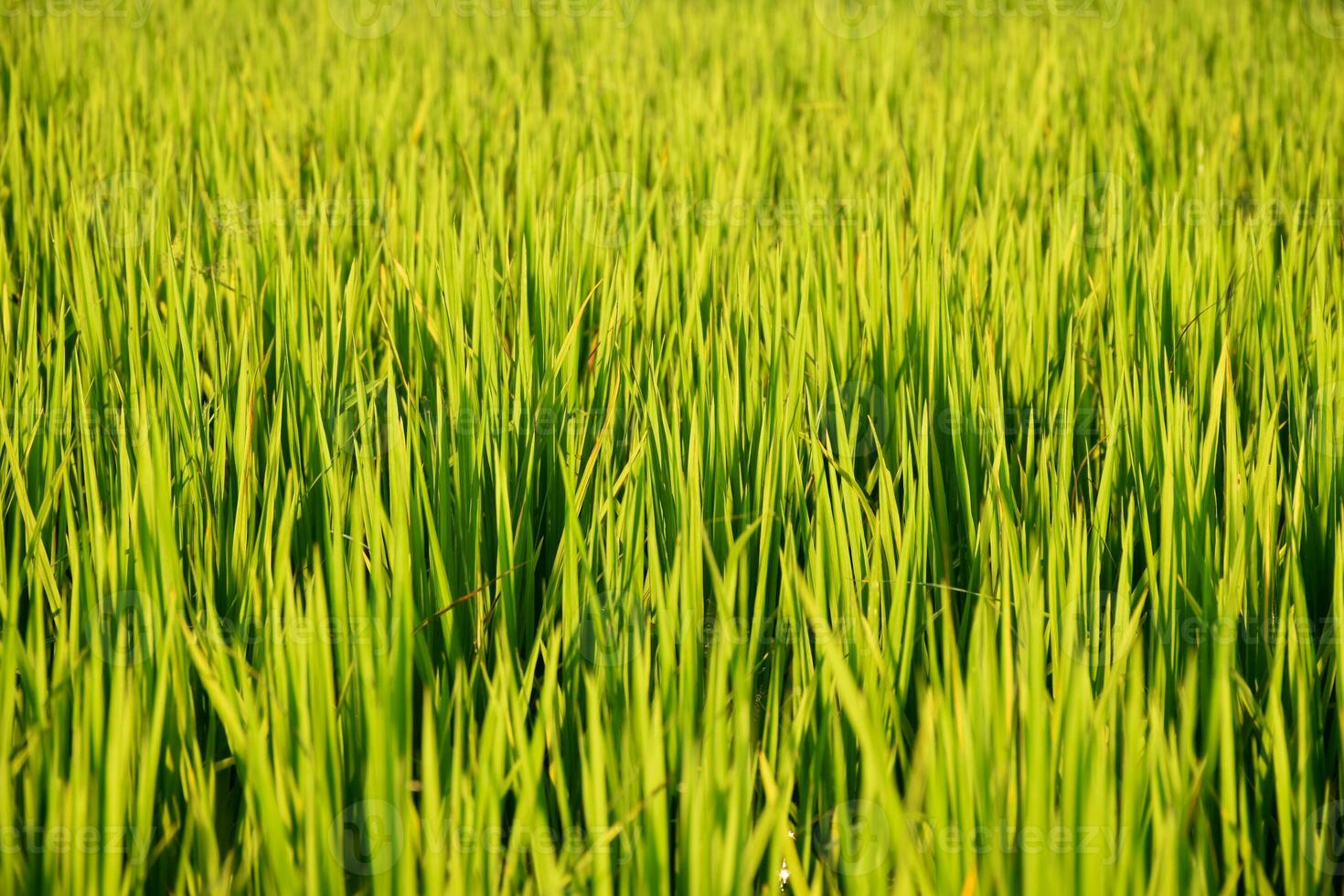 Green rice fields looks fresh and beautiful with soft yellow sunlight,Background fields, picturesque corn fields, close up, morning sunlight,sunset. photo