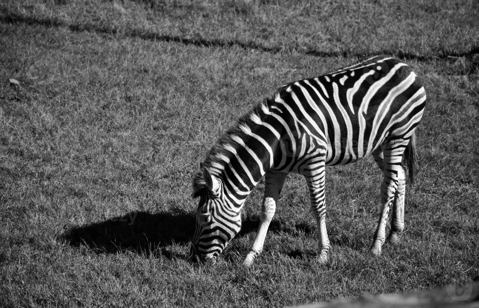 Zebra grazing on black and white background, black and white picture, black and white animal portrait. photo