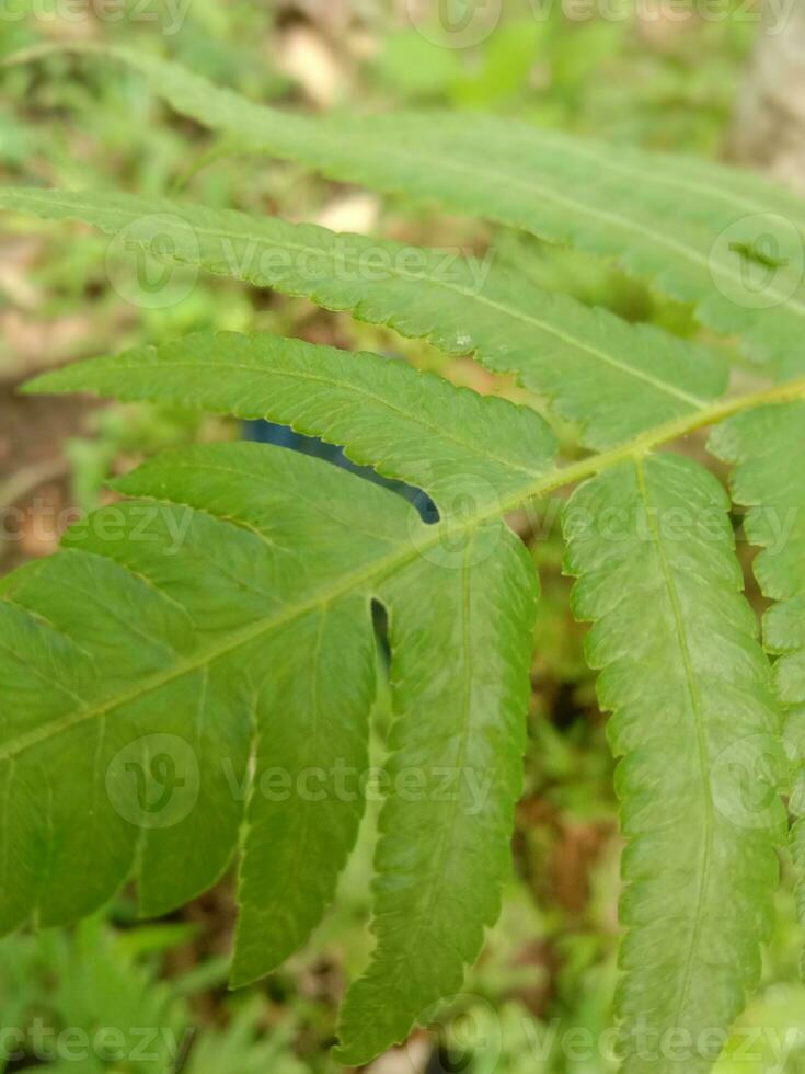 Polypodiophyta fern appearance leave in bokeh photo